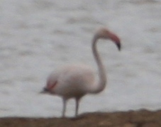 Fiona the Escaped Flamingo at Minsmere