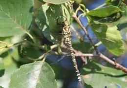 Southern Hawker Dragonfly at Minsmere