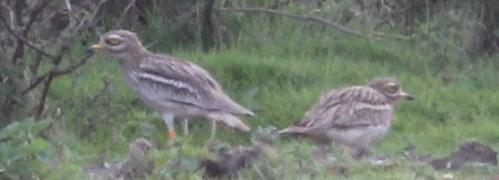 Stone Curlew at Minsmere