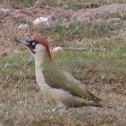 Green Woodpecker Minsmere